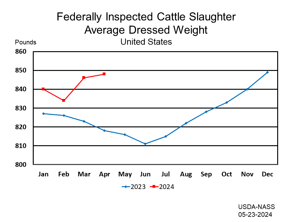 Cattle: Federally Inspected Average Dressed Weight by Month and Year, US