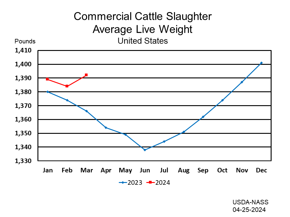 Cattle: Commercial Slaughter Average Liveweight by Month and Year, US